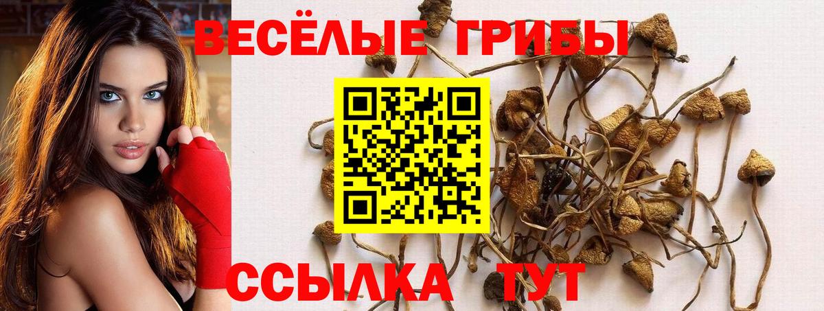 Ступино  что такое   Вход с VPN  Псилоцибиновые грибы Magic Shrooms 